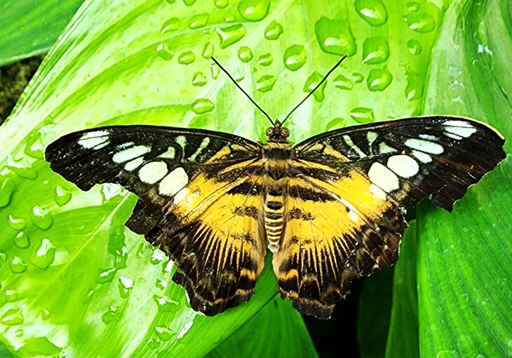 Clipper kelebek türü, Konya Tropikal Kelebek Bahçesi’nde su damlalarıyla kaplı yeşil yaprak üzerinde görüntülendi.
